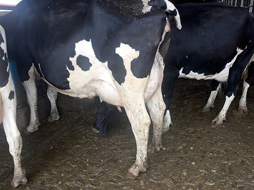 Property photo 68 - *** Accepted Offer. Auction Cancelled *** - COMPLETE DAIRY DISPERSAL FARM EQUIPMENT & CATTLE AUCTION IN VAN WERT COUNTIES, OHIO