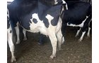 Property photo 68 - *** Accepted Offer. Auction Cancelled *** - COMPLETE DAIRY DISPERSAL FARM EQUIPMENT & CATTLE AUCTION IN VAN WERT COUNTIES, OHIO
