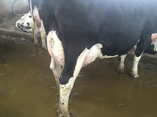 Property photo 82 - *** Accepted Offer. Auction Cancelled *** - COMPLETE DAIRY DISPERSAL FARM EQUIPMENT & CATTLE AUCTION IN VAN WERT COUNTIES, OHIO
