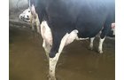 Property photo 82 - *** Accepted Offer. Auction Cancelled *** - COMPLETE DAIRY DISPERSAL FARM EQUIPMENT & CATTLE AUCTION IN VAN WERT COUNTIES, OHIO