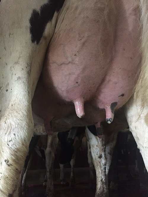 Property photo 78 - *** Accepted Offer. Auction Cancelled *** - COMPLETE DAIRY DISPERSAL FARM EQUIPMENT & CATTLE AUCTION IN VAN WERT COUNTIES, OHIO