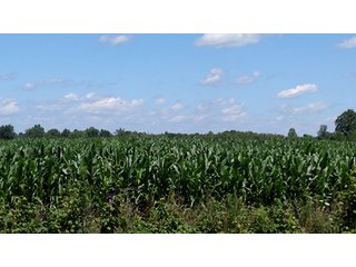 Property photo 1 - REAL ESTATE AUCTION - 58+/- ACRES OFFERED IN 4 TRACTS IN HENRY COUNTY, INDIANA