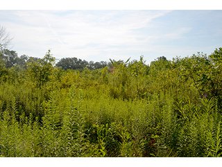 Property photo 13 - REAL ESTATE AUCTION - 15+/- ACRES IN 2 TRACTS IN ALLEN COUNTY, INDIANA