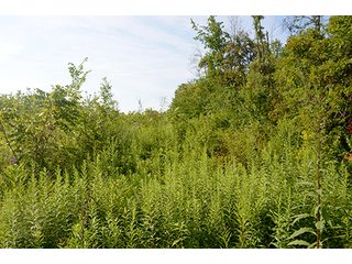 Property photo 14 - REAL ESTATE AUCTION - 15+/- ACRES IN 2 TRACTS IN ALLEN COUNTY, INDIANA
