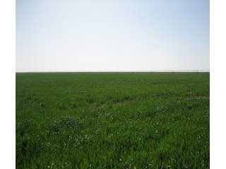 Property photo 9 - IRRIGATED LAND AUCTION - 12,160+/- ACRES OFFERED IN 12 TRACTS IN HARTLEY & MOORE COUNTY, TEXAS