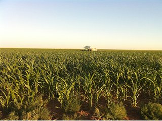 Property photo 62 - IRRIGATED LAND AUCTION - 12,160+/- ACRES OFFERED IN 12 TRACTS IN HARTLEY & MOORE COUNTY, TEXAS