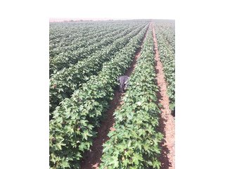Property photo 29 - IRRIGATED LAND AUCTION - 12,160+/- ACRES OFFERED IN 12 TRACTS IN HARTLEY & MOORE COUNTY, TEXAS