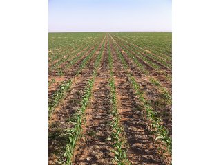 Property photo 38 - IRRIGATED LAND AUCTION - 12,160+/- ACRES OFFERED IN 12 TRACTS IN HARTLEY & MOORE COUNTY, TEXAS