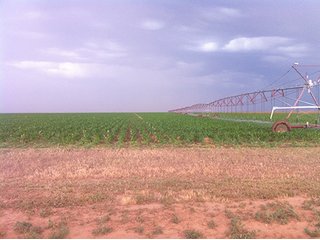 Property photo 22 - IRRIGATED LAND AUCTION - 12,160+/- ACRES OFFERED IN 12 TRACTS IN HARTLEY & MOORE COUNTY, TEXAS