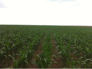 Property photo 42 - IRRIGATED LAND AUCTION - 12,160+/- ACRES OFFERED IN 12 TRACTS IN HARTLEY & MOORE COUNTY, TEXAS