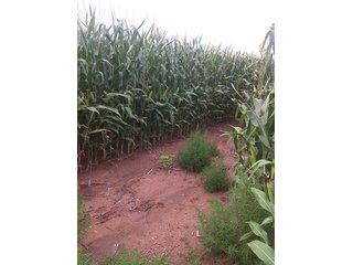 Property photo 23 - IRRIGATED LAND AUCTION - 12,160+/- ACRES OFFERED IN 12 TRACTS IN HARTLEY & MOORE COUNTY, TEXAS