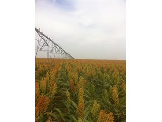 Property photo 11 - IRRIGATED LAND AUCTION - 12,160+/- ACRES OFFERED IN 12 TRACTS IN HARTLEY & MOORE COUNTY, TEXAS