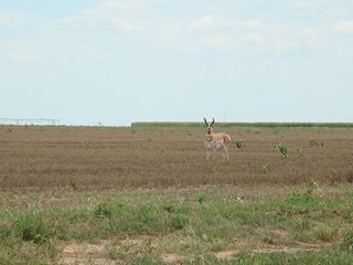 Property photo 88 - IRRIGATED LAND AUCTION - 12,160+/- ACRES OFFERED IN 12 TRACTS IN HARTLEY & MOORE COUNTY, TEXAS