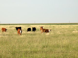 Property photo 36 - IRRIGATED LAND AUCTION - 12,160+/- ACRES OFFERED IN 12 TRACTS IN HARTLEY & MOORE COUNTY, TEXAS