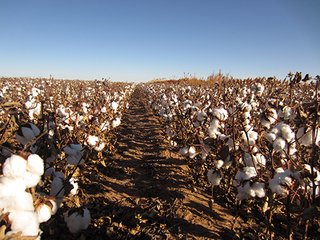 Property photo 57 - IRRIGATED LAND AUCTION - 12,160+/- ACRES OFFERED IN 12 TRACTS IN HARTLEY & MOORE COUNTY, TEXAS