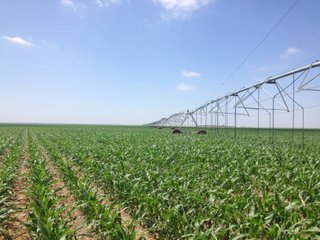 Property photo 5 - IRRIGATED LAND AUCTION - 12,160+/- ACRES OFFERED IN 12 TRACTS IN HARTLEY & MOORE COUNTY, TEXAS