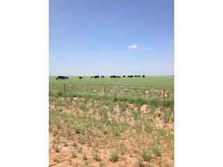 Property photo 79 - IRRIGATED LAND AUCTION - 12,160+/- ACRES OFFERED IN 12 TRACTS IN HARTLEY & MOORE COUNTY, TEXAS