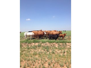 Property photo 15 - IRRIGATED LAND AUCTION - 12,160+/- ACRES OFFERED IN 12 TRACTS IN HARTLEY & MOORE COUNTY, TEXAS