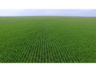 Property photo 25 - IRRIGATED LAND AUCTION - 12,160+/- ACRES OFFERED IN 12 TRACTS IN HARTLEY & MOORE COUNTY, TEXAS