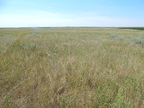 Property photo 6 - AUCTION CANCELLED - GRASSLAND AUCTION - 4,217+/- ACRES OFFERED IN 2 TRACTS IN CHASE COUNTY, NE