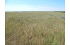 Property photo 6 - AUCTION CANCELLED - GRASSLAND AUCTION - 4,217+/- ACRES OFFERED IN 2 TRACTS IN CHASE COUNTY, NE