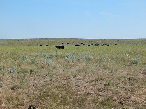 Property photo 5 - AUCTION CANCELLED - GRASSLAND AUCTION - 4,217+/- ACRES OFFERED IN 2 TRACTS IN CHASE COUNTY, NE