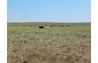 Property photo 5 - AUCTION CANCELLED - GRASSLAND AUCTION - 4,217+/- ACRES OFFERED IN 2 TRACTS IN CHASE COUNTY, NE