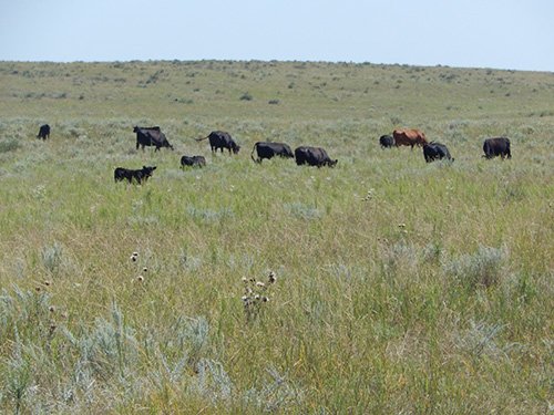 Property photo 3 - AUCTION CANCELLED - GRASSLAND AUCTION - 4,217+/- ACRES OFFERED IN 2 TRACTS IN CHASE COUNTY, NE