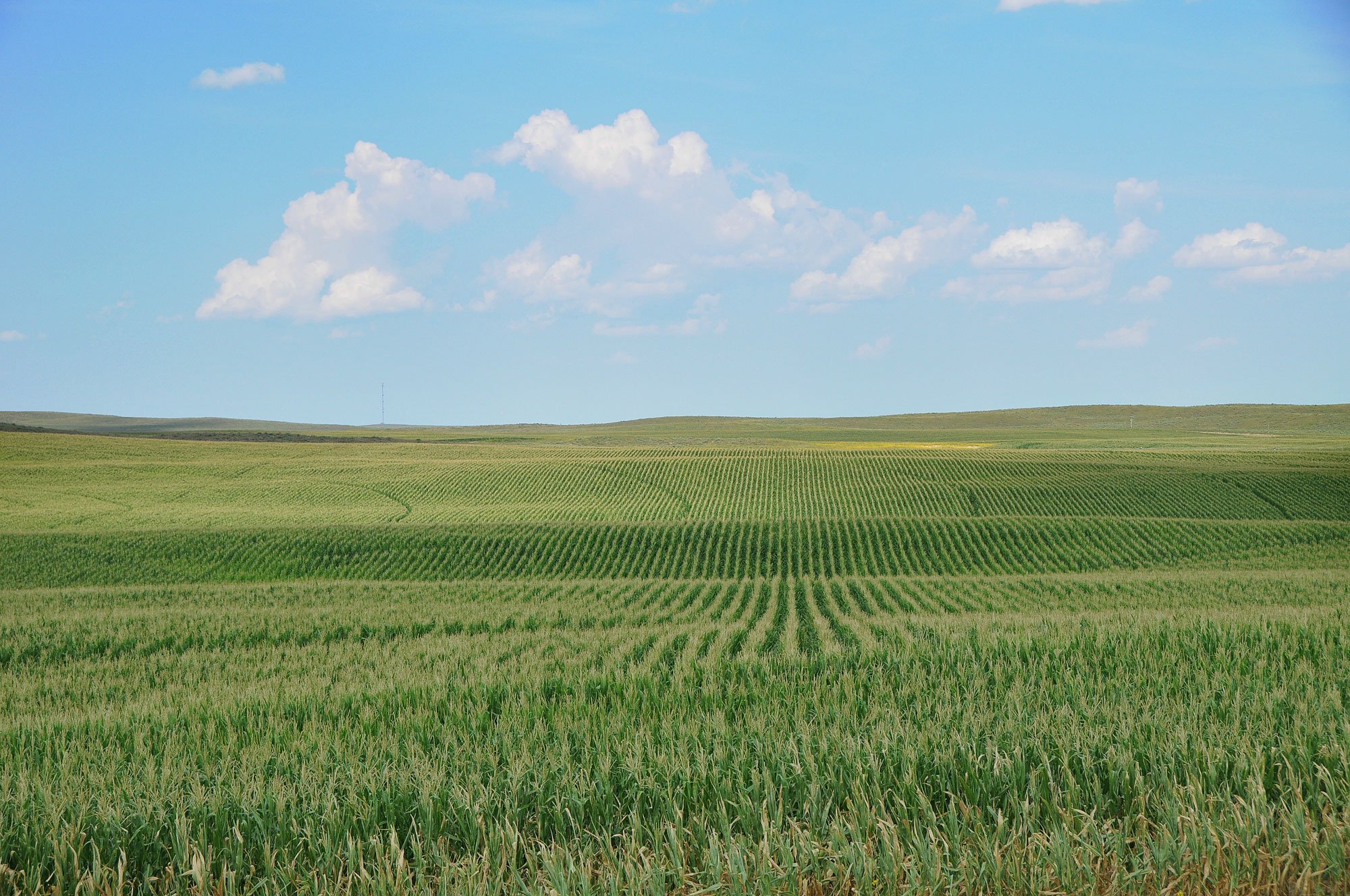 Property photo 7 - AUCTION CANCELLED - GRASSLAND AUCTION - 4,217+/- ACRES OFFERED IN 2 TRACTS IN CHASE COUNTY, NE