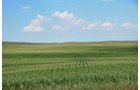Property photo 7 - AUCTION CANCELLED - GRASSLAND AUCTION - 4,217+/- ACRES OFFERED IN 2 TRACTS IN CHASE COUNTY, NE