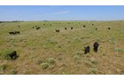 Property photo 1 - AUCTION CANCELLED - GRASSLAND AUCTION - 4,217+/- ACRES OFFERED IN 2 TRACTS IN CHASE COUNTY, NE
