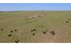 Property photo 8 - AUCTION CANCELLED - GRASSLAND AUCTION - 4,217+/- ACRES OFFERED IN 2 TRACTS IN CHASE COUNTY, NE