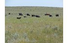 Property photo 4 - AUCTION CANCELLED - GRASSLAND AUCTION - 4,217+/- ACRES OFFERED IN 2 TRACTS IN CHASE COUNTY, NE