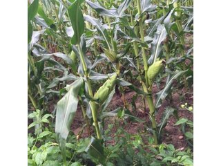 Property photo 13 - REAL ESTATE AUCTION - 86.5+/- ACRES OFFERED IN 6 TRACTS IN CASS COUNTY, MICHIGAN