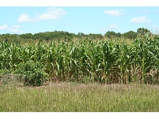 Property photo 15 - REAL ESTATE AUCTION - 86.5+/- ACRES OFFERED IN 6 TRACTS IN CASS COUNTY, MICHIGAN