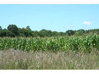 Property photo 7 - REAL ESTATE AUCTION - 86.5+/- ACRES OFFERED IN 6 TRACTS IN CASS COUNTY, MICHIGAN