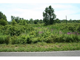 Property photo 10 - REAL ESTATE AUCTION - 86.5+/- ACRES OFFERED IN 6 TRACTS IN CASS COUNTY, MICHIGAN