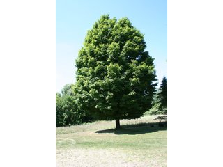 Property photo 1 - REAL ESTATE AUCTION - 86.5+/- ACRES OFFERED IN 6 TRACTS IN CASS COUNTY, MICHIGAN