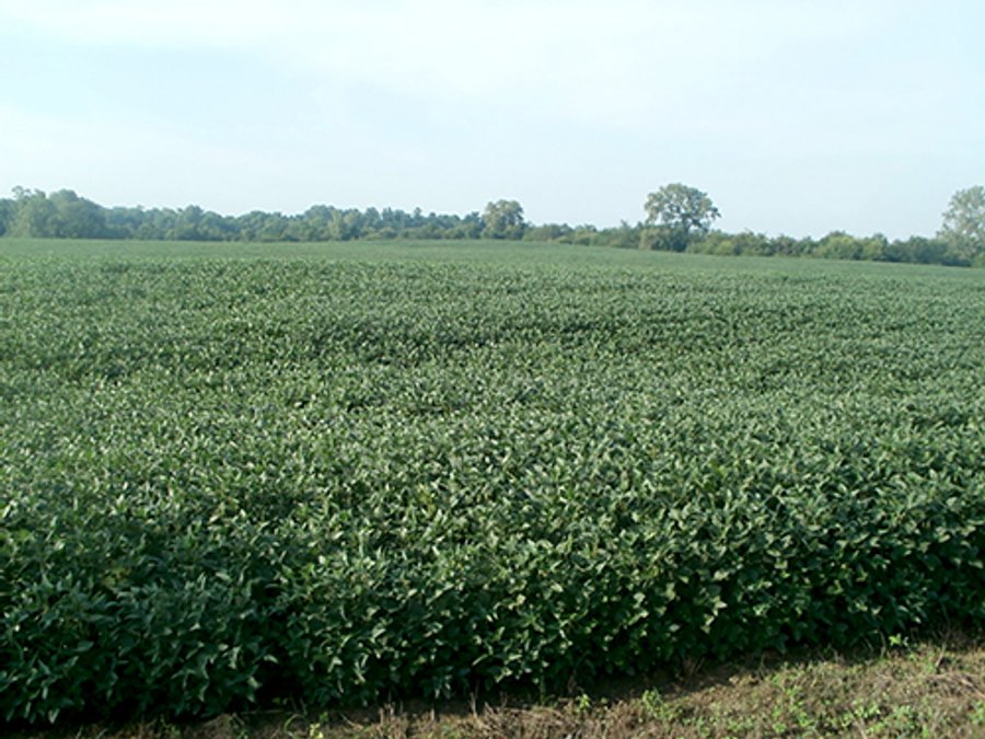 LAND AUCTION - 243+/- ACRES OFFERED IN 6 TRACTS IN WAYNE COUNTY, INDIANA
