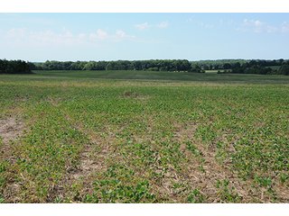 Property photo 35 - ILLINOIS LAND AUCTION - 705+/- ACRES OFFERED IN 16 TRACTS IN EDWARDS COUNTY, ILLINOIS