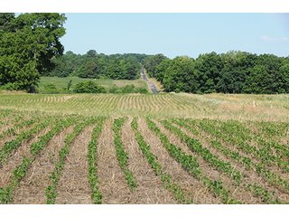 Property photo 31 - ILLINOIS LAND AUCTION - 705+/- ACRES OFFERED IN 16 TRACTS IN EDWARDS COUNTY, ILLINOIS
