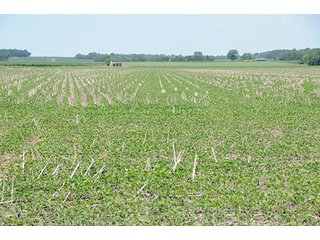 Property photo 28 - ILLINOIS LAND AUCTION - 705+/- ACRES OFFERED IN 16 TRACTS IN EDWARDS COUNTY, ILLINOIS
