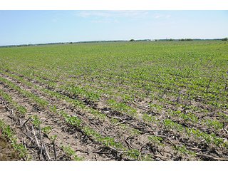 Property photo 30 - ILLINOIS LAND AUCTION - 705+/- ACRES OFFERED IN 16 TRACTS IN EDWARDS COUNTY, ILLINOIS