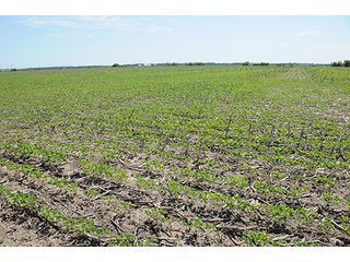Property photo 34 - ILLINOIS LAND AUCTION - 705+/- ACRES OFFERED IN 16 TRACTS IN EDWARDS COUNTY, ILLINOIS