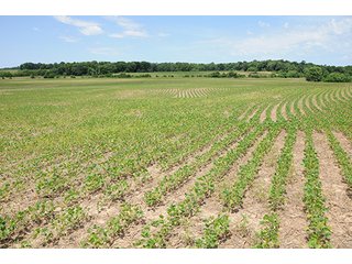 Property photo 37 - ILLINOIS LAND AUCTION - 705+/- ACRES OFFERED IN 16 TRACTS IN EDWARDS COUNTY, ILLINOIS