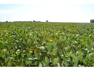 Property photo 20 - LAND AUCTION - 417+/- ACRES IN 9 TRACTS IN NEWTON COUNTY, INDIANA