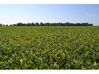 Property photo 28 - LAND AUCTION - 417+/- ACRES IN 9 TRACTS IN NEWTON COUNTY, INDIANA