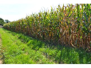 Property photo 18 - LAND AUCTION - 417+/- ACRES IN 9 TRACTS IN NEWTON COUNTY, INDIANA