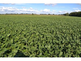 Property photo 25 - LAND AUCTION - 417+/- ACRES IN 9 TRACTS IN NEWTON COUNTY, INDIANA
