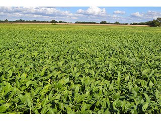 Property photo 19 - LAND AUCTION - 417+/- ACRES IN 9 TRACTS IN NEWTON COUNTY, INDIANA